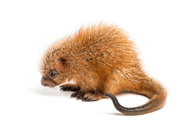 Pup prehensile-tailed porcupine, Coendou prehensilis, isolated, 15 days old Pup prehensile-tailed porcupine, Coendou prehensilis, isolated, 15 days old prehensile tail stock pictures, royalty-free photos & images