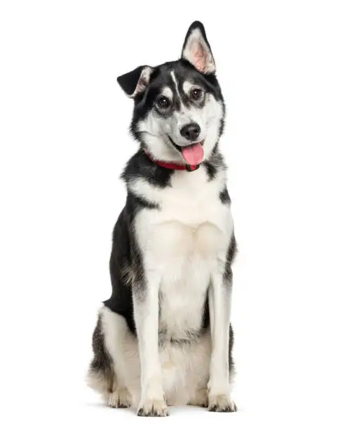 Mixed-breed between Siberian Husky and Labrador Retriever sitting in front of white background