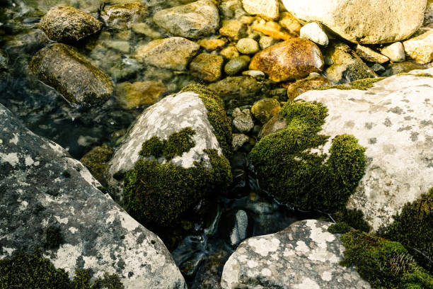 Shallow transparent river flowing on rocky surface with stones covered with green lichen