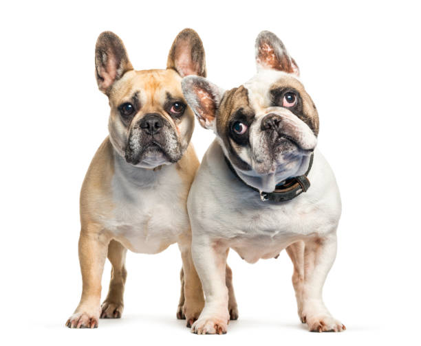 istock French Bulldog in front of white background 1145272607