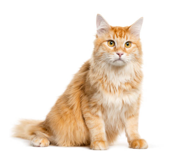 istock Mixed-breed cat sitting in front of white background 1145272677