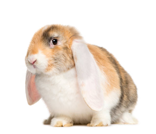 istock French Lop rabbit in front of white background 1145272718
