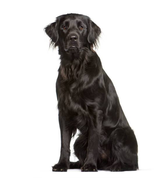 istock Flat Coated Retriever sitting in front of white background 1145272753