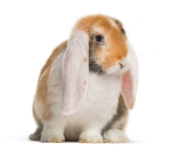 istock French Lop rabbit in front of white background 1145272763