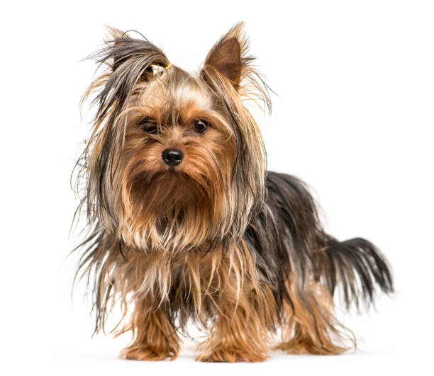 istock Yorkshire Terrier in front of white background 1145272798
