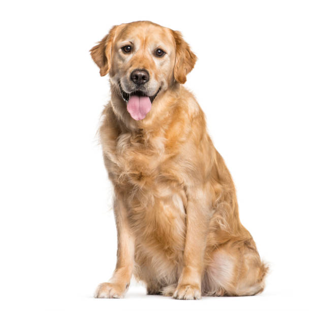 istock Golden Retriever sitting in front of white background 1145272821