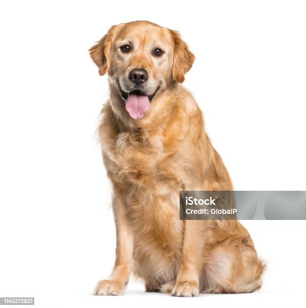 Golden Retriever Sitting In Front Of White Background Stock Photo - Download Image Now