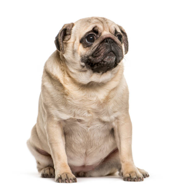 istock Pug sitting in front of white background 1145273355