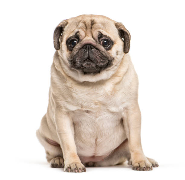 istock Pug sitting in front of white background 1145273359