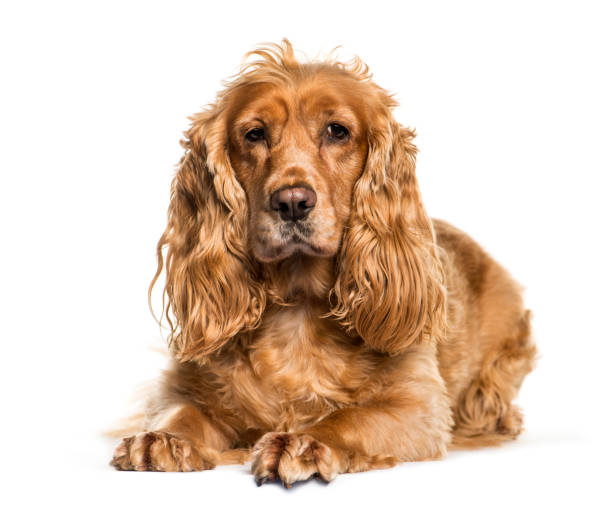 istock English Cocker Spaniel lying in front of white background 1145273370