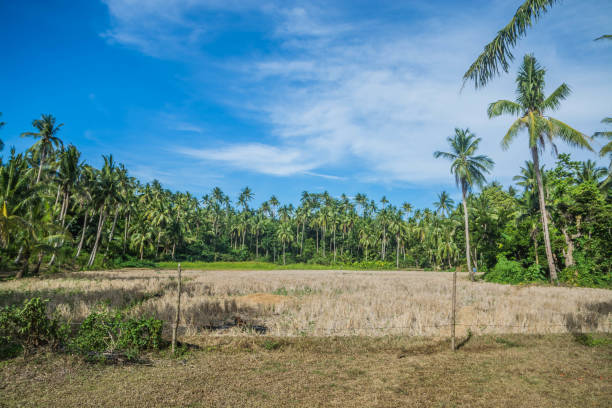 istock Coconut trees under sunny skies in the countryside 1145274072