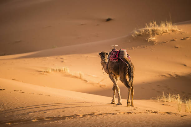 istock A camel is walking on some Sahara desert dunes during a beautiful sunset. Merzouga, Morocco, Africa 1145274785
