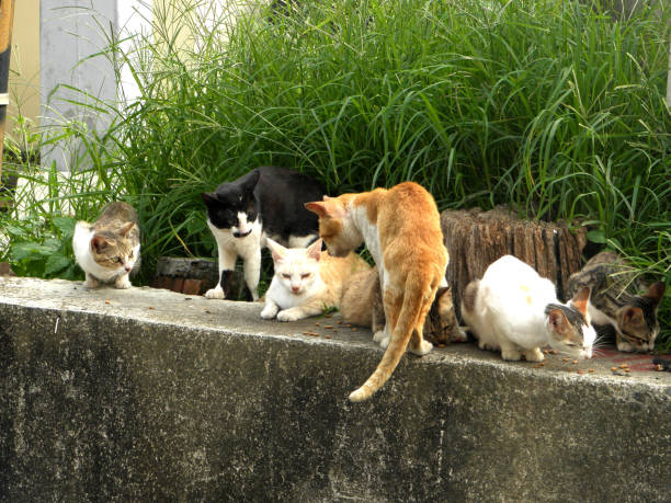 istock Wild cat eating cat food outside 1145274884