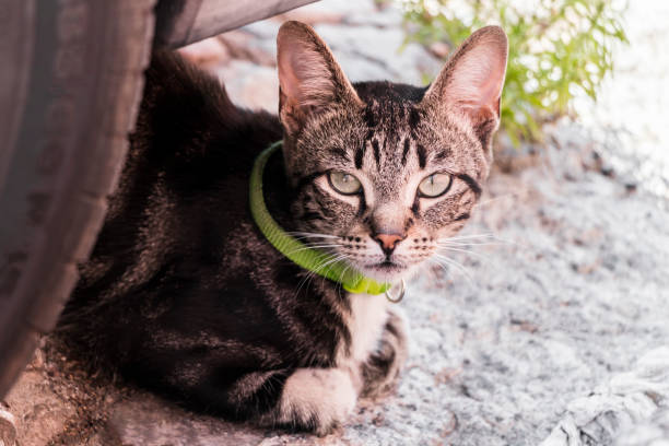 gatinho, gato, gato com colar verde, escondendo atrás dos pneus de carro. - kitten domestic cat isolated tabby - fotografias e filmes do acervo