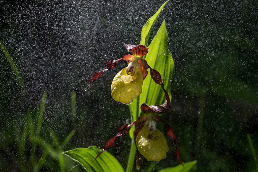 Ladys Slipper Orchid bloom in the pouring rain like snowing. Blossom and water drops like snow. Yellow with red petals blooming flower in natural environment. Lady Slipper, Cypripedium calceolus.