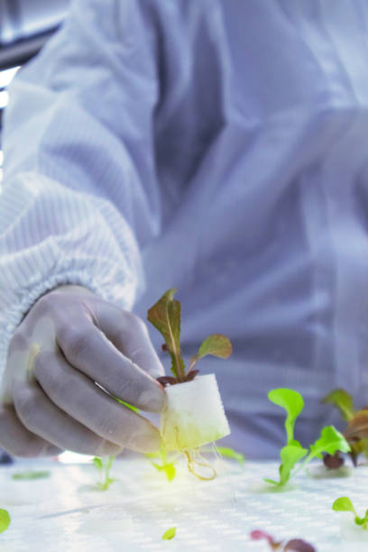 istock Scientist in clean suit examining Sprout Green Oak Lettuce Hydroponic 1145276496