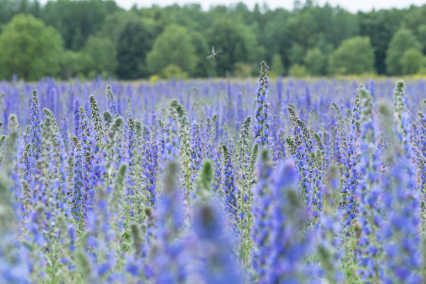 Vipers Bugloss or Blueweed (Echium vulgare) blossom field.  Blue blooming flower, natural environment.