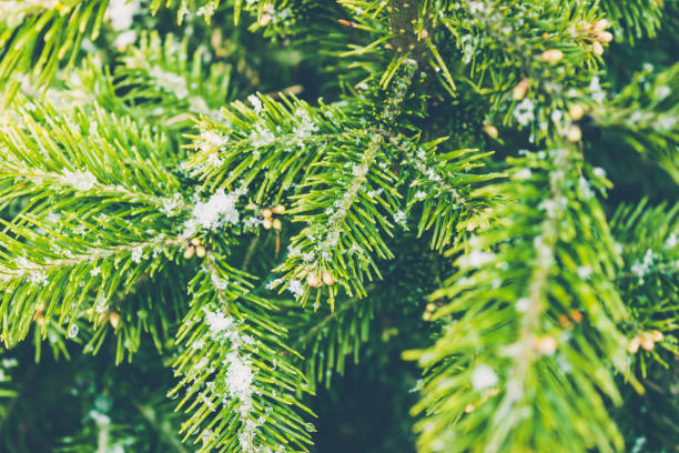 istock Branch of green pine, spruce or cedar in forest. 1145276861