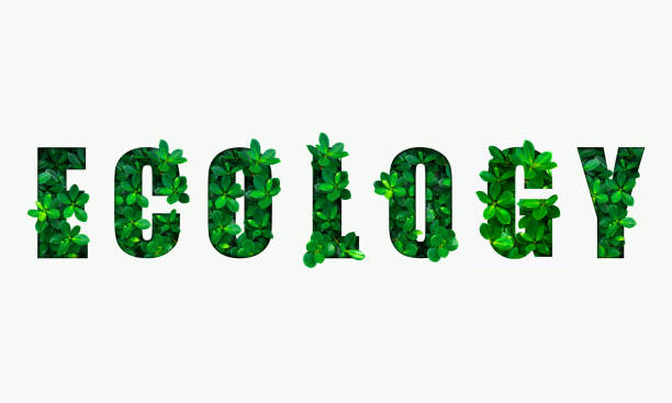istock Word ECOLOGY from the green leaves 1145277671