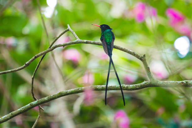 istock Jamaica Hummingbird 1145278462