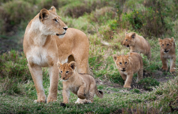Lioness with cubs Lioness with cubs in the green plains of Masai Mara animal family stock pictures, royalty-free photos & images