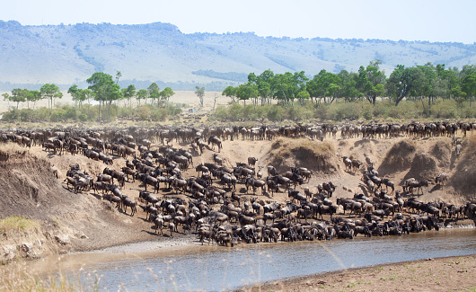 A large group of wildebeest gather at the river bank for a river crossing during the great annual migration.