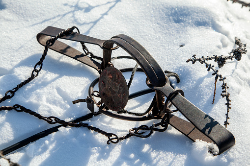 trampa de hierro en liebres montada en un sendero de liebre en la nieve photo