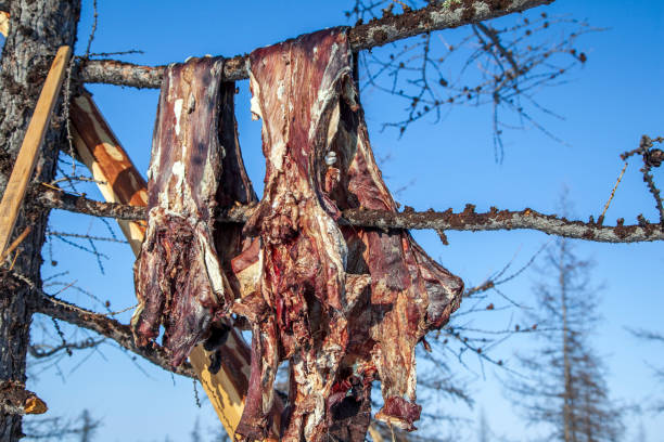 肉ジャーキー野生のトナカイは、木の上にハングアップします - delicatessen food preserved jerky ストックフォトと画像