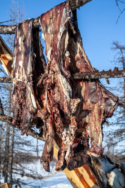 肉ジャーキー野生のトナカイは、木の上にハングアップします - delicatessen food preserved jerky ストックフォトと画像