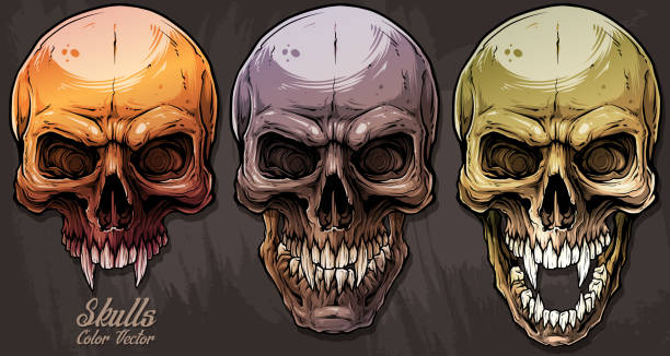 ilustraciones, imágenes clip art, dibujos animados e iconos de stock de gráficos detallados coloridos cráneos humanos establecidos - animal skull animal bone anatomy animal