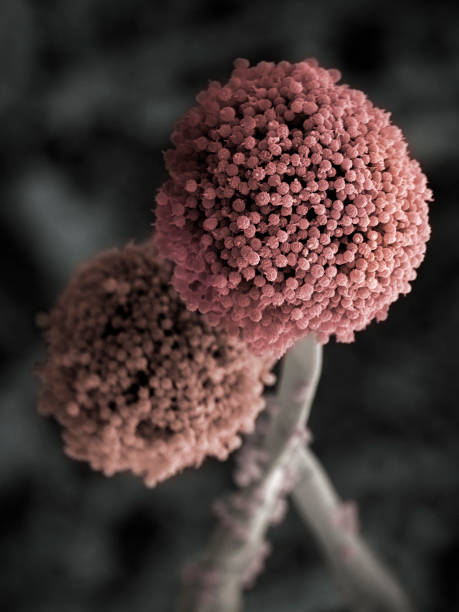 grzyb (aspergillus niger), sem - fungus pathogen scientific micrograph high scale magnification zdjęcia i obrazy z banku zdjęć