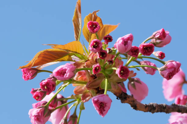 istock Beautiful bright pink sakura flowers 1145282537