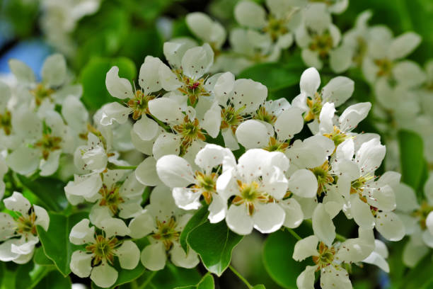 istock Closeup pear flowers bloom 1145283720
