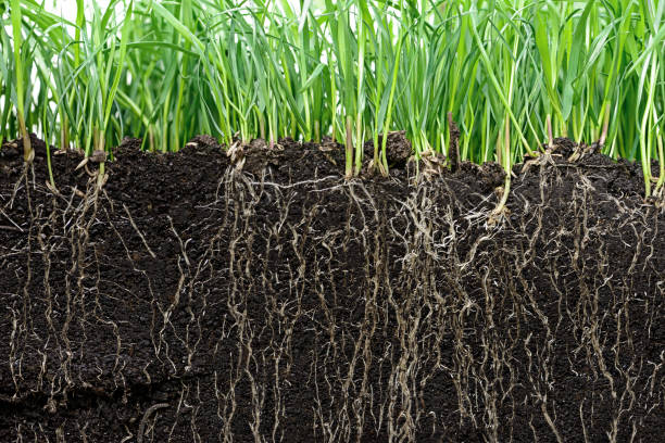 grass with roots and soil stock photo