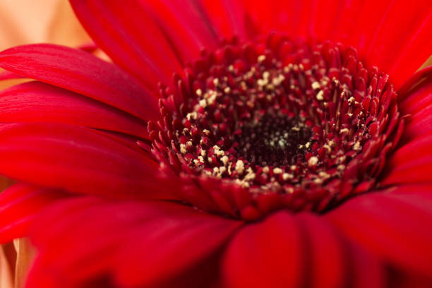 red gerbera flower close up. a - m chamomilla imagens e fotografias de stock