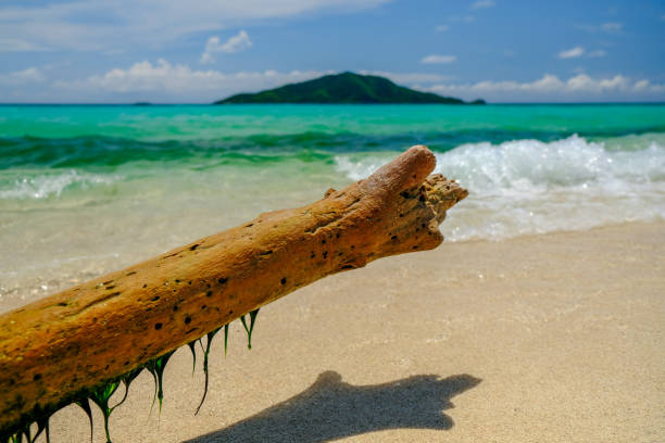 istock Driftwood and waves on the beach 1145285073