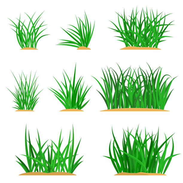 緑の草の房セット - 草原点のイラスト素材／クリップアート素材／マンガ素材／アイコン素材