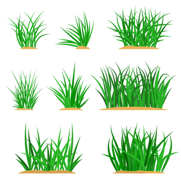 пучки зеленой травы набор - grass area illustrations stock illustrations