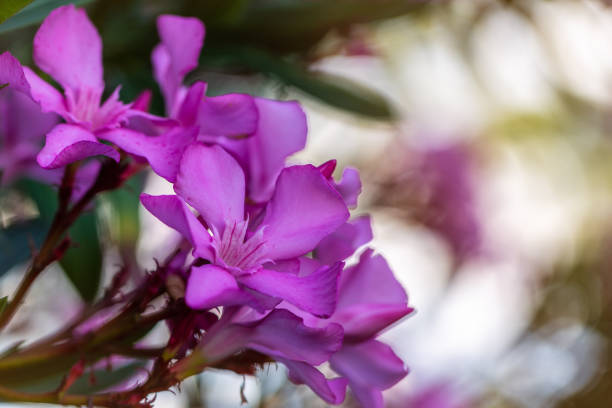 Beautiful pink flowers, Nerium oleander