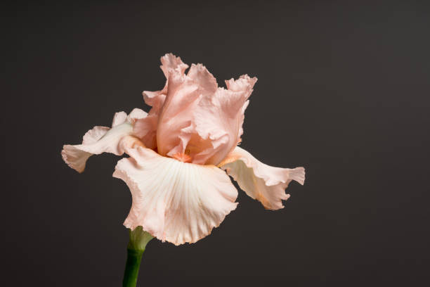istock Passion For Pink bloom. Beautiful spring flower open petal. White with purple edges iris blossom blooming. 1145286072