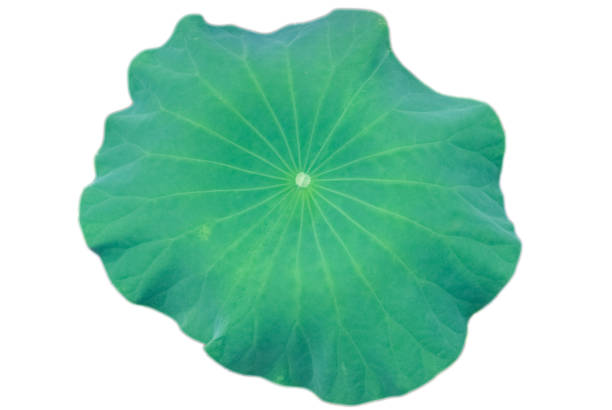 istock Summer, green lotus leaf, white background, can modify the material 1145286367