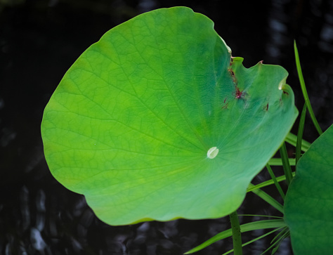 In the summer pond, green lotus leaves and dark background are used as materials and background