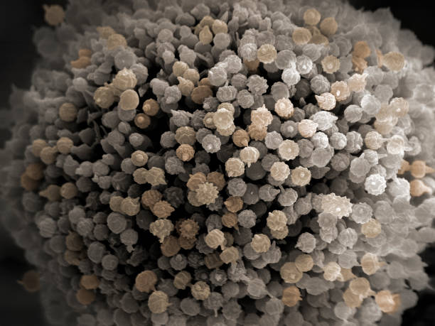 grzyb (aspergillus niger), sem - fungus pathogen scientific micrograph high scale magnification zdjęcia i obrazy z banku zdjęć