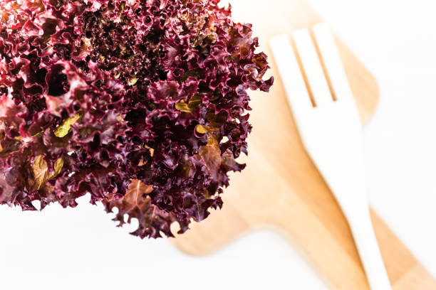 Purple lettuce leaf for vegetarian food