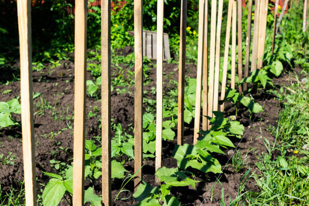 istock Young beans grow from ground in spring garden 1145289785