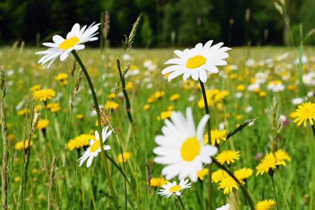 istock Wild daisy flowers on the meadow 1145289882