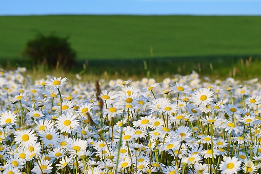 Wild daisy flowers on the meadow, european landscape