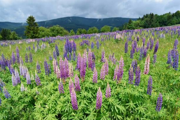 istock Mountain landscape with blooming meadow, flowers lupinus 1145289971