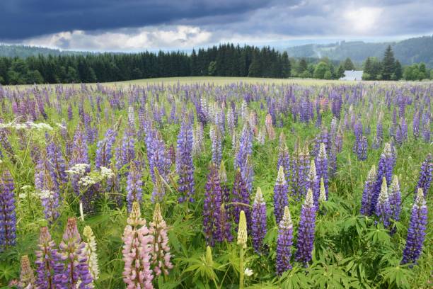istock Blooming mountain meadow, Lupinus polyphyllus flowers 1145290030