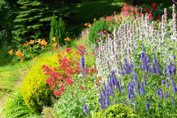 istock Summer garden  with blooming perenial flowers 1145290826